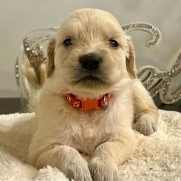 Mercy - Light golden female Golden Retriever puppy in Doniphan, Missouri from Stockford’s Golden Retrievers