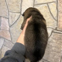 Lance (orange) - Sable male German Shepherd puppy in Boerne, Texas from Sudenblick German Shepherds