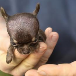 Tiny - Chocolate and tan male Chihuahua puppy in East Camden, Arkansas from RoyAl