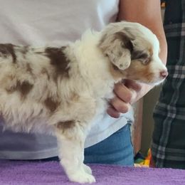Miniature American Shepherd Puppies from WestOak Miniature American Shepherds