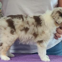 Miniature American Shepherd Puppies from WestOak Miniature American Shepherds