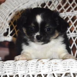 Forrest - Black and tan male Chihuahua puppy in Gloucester, Virginia from Charlotte's Web of Chihuahuas