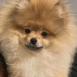 German Shepherd and Pomeranian All Grown Up from Cloud Claws