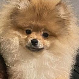 German Shepherd and Pomeranian All Grown Up from Cloud Claws