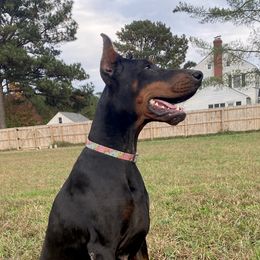 Korra - Doberman Pinscher
