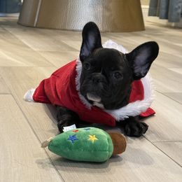 Girl 2 - French Bulldog puppy from Big Daddy Frenchies
