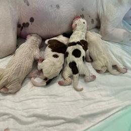 Girl 1 - White female Boxer puppy in Nashville, Tennessee from Best Friends