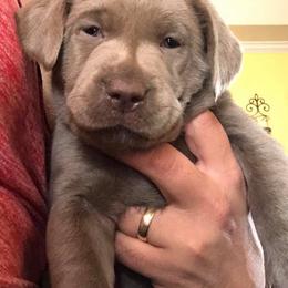 Labrador Retriever Puppies from KMC Gun Dogs