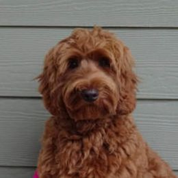 Ginger - Australian Labradoodle
