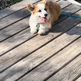Pembroke Welsh Corgi Puppies from Hills End Corgis