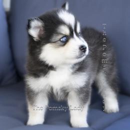 Edward - Black and white male Pomsky puppy in Princeton, Texas from Pomsky Lady