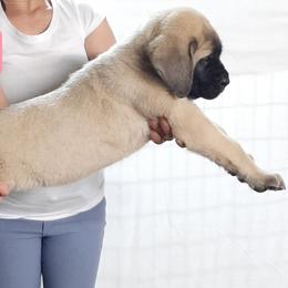 AKC PUP 171 - Fawn female Mastiff puppy in Ava, Missouri from Ozark Mountain Mastiffs