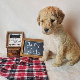 Poodle Puppies from Poo La La Poodles