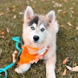 Phoenix - Merle male Pomsky puppy in Cleveland, Ohio from Lake Point Pomskies
