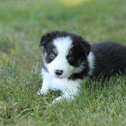 Border Collie Puppies from Midnight Border Collies