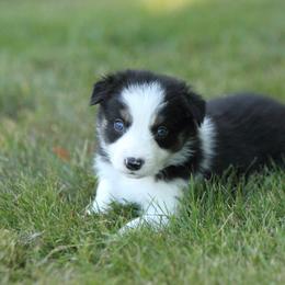 Border Collie Puppies from Midnight Border Collies