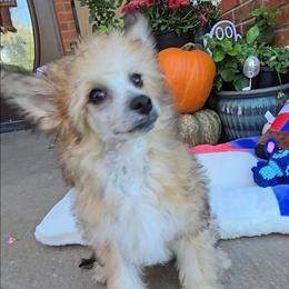 Benny Long Star Angel - Apricot male Chinese Crested puppy in Amarillo, Texas from Victoria's Chinese Cresteds Long Star Angels