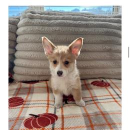 Daphne (Honey) - Red female Pembroke Welsh Corgi puppy in Urbana, Ohio from Edgewood Farm and Kennel