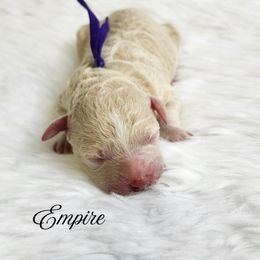 Empire - Cream female Poodle puppy in Mancelona, Michigan from Lavender poodles & doodles