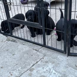 Boy 2 - Labrador Retriever puppy in Menomonee Falls, Wisconsin from Steppinstone Dog Training and Labradors/BC’s