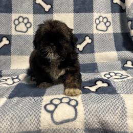 Mudslide - Gold male Shih Tzu puppy in Sharon, Pennsylvania from Keystone Danes and Shih tzus