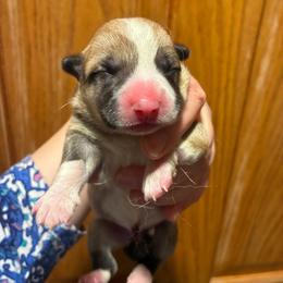 Boi - Red male Pembroke Welsh Corgi puppy in Delton, Michigan from CorGizmo