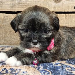 Amy - Brindle female Lhasa Apso puppy in Jefferson, New York from Absolute Lhasa Love