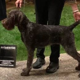 German Wirehaired Pointer Puppies from Backwoods Kennels