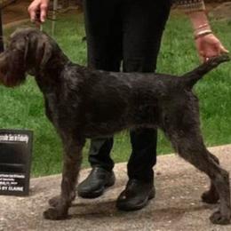 German Wirehaired Pointer Puppies from Backwoods Kennels