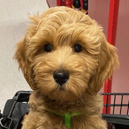 Goldendoodle Puppies from Idyllic Doodles