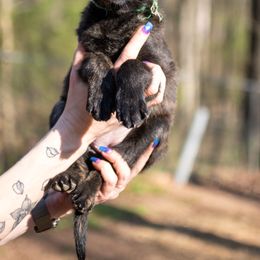Dutch Shepherd Puppies from Faberge Hollandse Herdershond