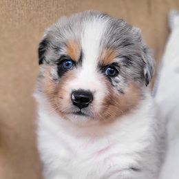 Australian Shepherd Puppies from RussKris Farms Aussies