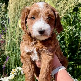 Yellow Male - Apricot male Goldendoodle puppy in Great Falls, Montana from Montana Goldendoodles