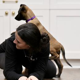 Aspen - Mahogany Belgian Malinois puppy in Dade City, Florida from Vom Chircop Malinois