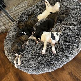 Boxer Puppies from KP Boxers