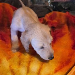 Afghan Hound Puppies from Summerbrook Afghans