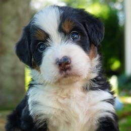 Elodie - Tri-color female Bernedoodle puppy in Folsom, Louisiana from DoodlesFarmCo