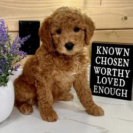 Goldendoodle Puppies from Jeremy Dafoe