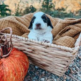 Oak - Brown and white male Aussiedoodle puppy in Tryon, North Carolina from Melrose Mountain Farm