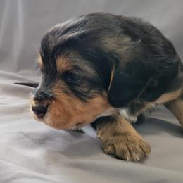 Bartholomeu - Black and tan male Assorted Doodle Crosses puppy in Blackfoot, Idaho from Lucky Pup Meadows