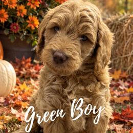 Green Boy - Apricot male Goldendoodle puppy in Travelers Rest, South Carolina from Bailey Mountain Doodles