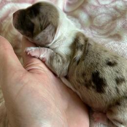 Cricket - Dapple female Dachshund puppy in Bruceton, Tennessee from Dachshund Dreams (miniature)