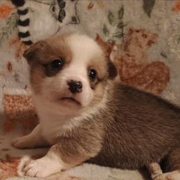 Girl 1 - Red and white female American Corgi puppy in Pioneer, Michigan from Country Corners Corgis