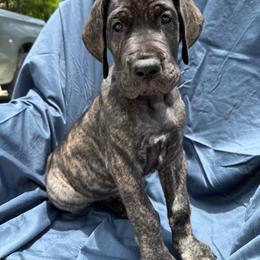 Sirius - Brindle male Great Dane puppy in Naples, Florida from Above The Salt Danes