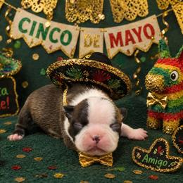Classic Black Brindle Boy - Black brindle and white male Boston Terrier puppy in San Antonio, Texas from JT Bostons