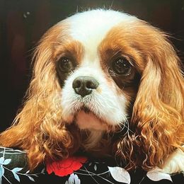 Cavalier King Charles Spaniels from Millaray Cavaliers
