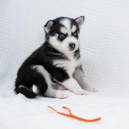 Orange - Black and white male Pomsky puppy in Spring City, Pennsylvania from Pomsky Power Puppies