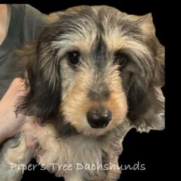 Sassy - Dachshund