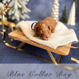 Blue Collar Boy - Red  male Poodle puppy in Charlotte, North Carolina from Bruno & Co. Puppies