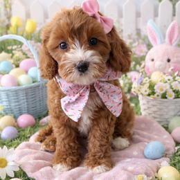 Rosie - Red female Cavapoo puppy in Ormond Beach, Florida from Florida Coast Doodles